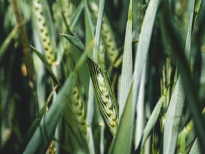 Grass that has fully germinated